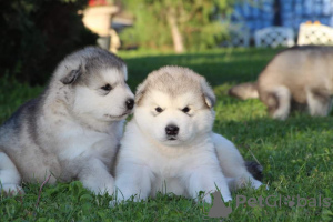 Photo №3. Alaskan Malamute puppies. KSU.. Ukraine