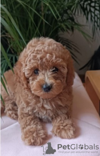 Additional photos: Mini female poodle