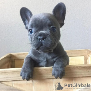Photo №1. french bulldog - for sale in the city of Kiev | negotiated | Announcement № 77616