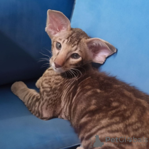 Photo №1. oriental shorthair - for sale in the city of Khabarovsk | negotiated | Announcement № 63254