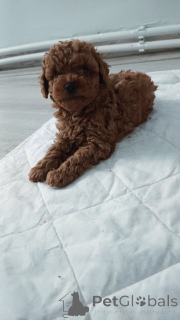Photo №2 to announcement № 160256 for the sale of poodle (toy) - buy in United Kingdom private announcement