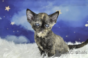 Photo №1. devon rex - for sale in the city of Amsterdam | 516$ | Announcement № 162805