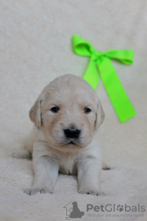 Additional photos: Golden Retriever puppies