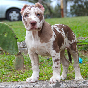 Photo №1. american bully - for sale in the city of Kollnburg | 1505$ | Announcement № 147441