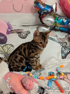 Photo №2 to announcement № 41481 for the sale of bengal cat - buy in Germany private announcement