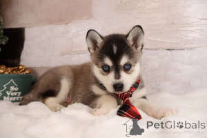 Photo №1. alaskan malamute - for sale in the city of Aarbergen | 361$ | Announcement № 171414