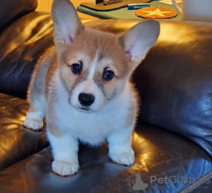 Photo №1. welsh corgi - for sale in the city of Stockholm | negotiated | Announcement № 96312