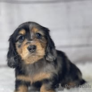 Photo №1. dachshund - for sale in the city of Brussels | 723$ | Announcement № 160892