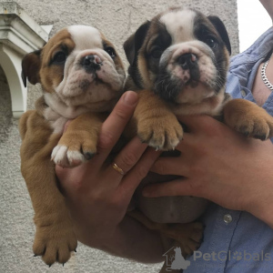 Additional photos: English bulldog puppies available for sale in Germany