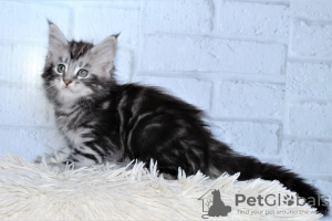 Photo №2 to announcement № 9316 for the sale of maine coon - buy in Russian Federation from nursery, breeder