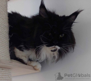 Photo №2 to announcement № 78130 for the sale of maine coon - buy in Romania breeder