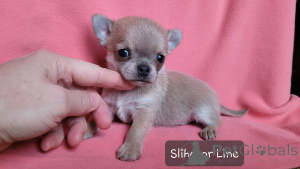 Photo №3. Chihuahua is a blue-fool boy. Russian Federation