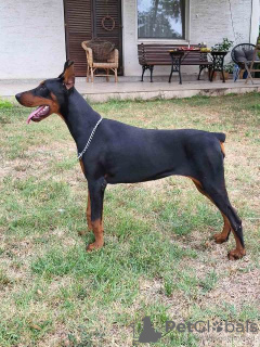 Photo №2 to announcement № 114628 for the sale of dobermann - buy in Serbia 