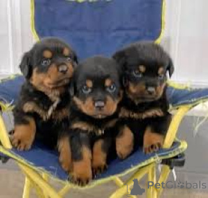 Photo №1. rottweiler - for sale in the city of Helsinki | 1032$ | Announcement № 164702