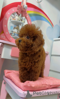 Photo №2 to announcement № 161325 for the sale of poodle (toy) - buy in Belgium 