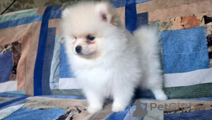 Photo №1. pomeranian - for sale in the city of Antwerp | Is free | Announcement № 161599