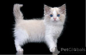 Photo №1. ragdoll - for sale in the city of Cork | negotiated | Announcement № 158289