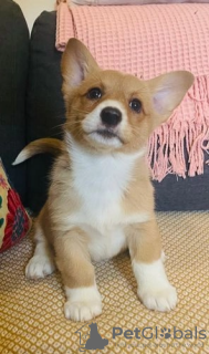 Photo №2 to announcement № 107203 for the sale of welsh corgi - buy in United States 