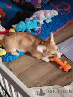 Photo №2 to announcement № 170568 for the sale of welsh corgi - buy in Georgia breeder