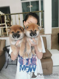 Photo №1. shiba inu - for sale in the city of Никосия | negotiated | Announcement № 79584