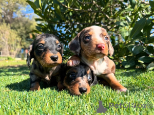 Photo №1. dachshund - for sale in the city of Munich | negotiated | Announcement № 160853