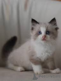 Photo №2 to announcement № 170558 for the sale of ragdoll - buy in Finland private announcement, breeder
