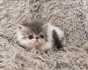 Photo №1. persian cat - for sale in the city of WSCHOWA | 361$ | Announcement № 178697