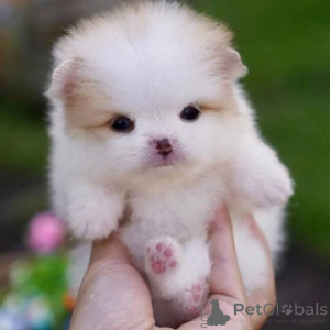 Photo №3. Top blood lines AKC Pomeranian Puppies hand raised in our holistic home with. Italy
