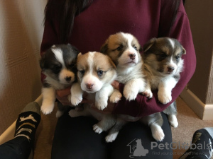 Photo №2 to announcement № 36111 for the sale of welsh corgi - buy in Lithuania private announcement