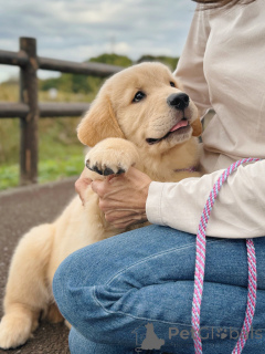 Photo №2 to announcement № 158049 for the sale of golden retriever - buy in Germany breeder