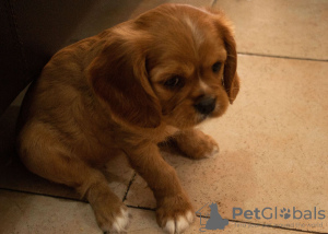 Photo №2 to announcement № 44402 for the sale of cavalier king charles spaniel - buy in Israel 