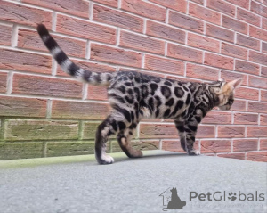 Photo №1. bengal cat - for sale in the city of Norrköping | 706$ | Announcement № 153215