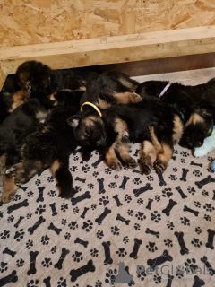Photo №2 to announcement № 131272 for the sale of german shepherd - buy in Spain private announcement