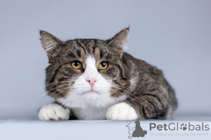 Photo №2 to announcement № 161457 for the sale of  - buy in Russian Federation private announcement