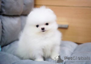 Photo №2 to announcement № 88490 for the sale of pomeranian - buy in Germany private announcement