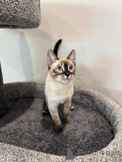 Photo №3. Adorable Bengal Kittens for adoption. Germany