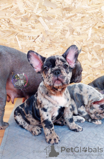 Photo №3. French bulldog merle boy. Russian Federation