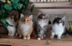 Photo №1. norwegian forest cat - for sale in the city of Paris | 599$ | Announcement № 165499