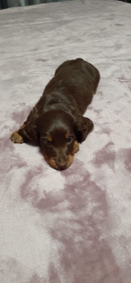 Photo №2 to announcement № 6429 for the sale of dachshund - buy in Russian Federation breeder