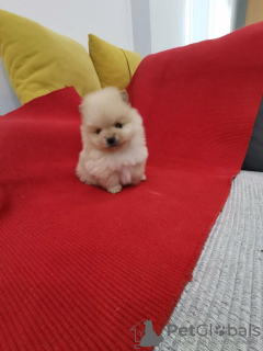 Photo №3. Pomeranian Spitz. Serbia