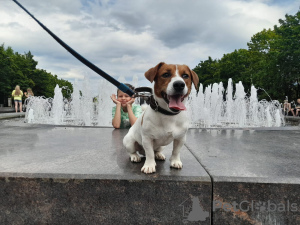 Additional photos: Jack Russell Terrier