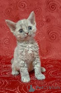 Photo №1. devon rex - for sale in the city of Paris | 516$ | Announcement № 165507