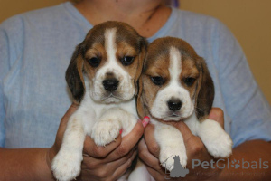 Photo №2 to announcement № 151418 for the sale of beagle - buy in Poland breeder