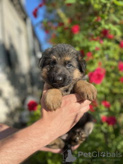 Photo №2 to announcement № 52142 for the sale of german shepherd - buy in Ukraine breeder