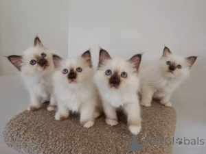 Photo №1. birman - for sale in the city of Antwerp | 516$ | Announcement № 172690