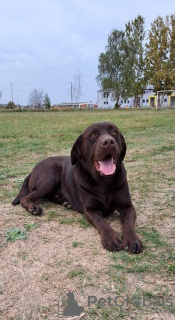 Photo №1. labrador retriever - for sale in the city of Koceljeva | negotiated | Announcement № 83291