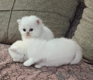 Photo №1. persian cat - for sale in the city of Narni | negotiated | Announcement № 133703