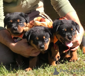 Photo №2 to announcement № 125351 for the sale of rottweiler - buy in Germany private announcement