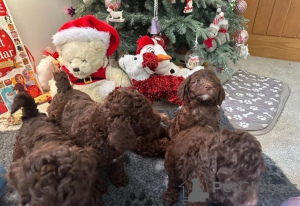 Photo №3. Double Doodle health tested puppies Ready NOW 1(559) 745-5646. United States