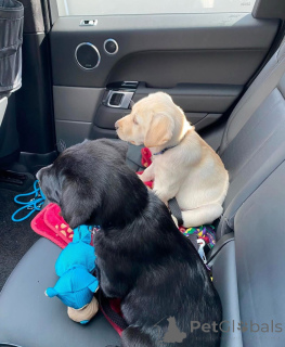 Photo №2 to announcement № 155343 for the sale of labrador retriever - buy in United Kingdom private announcement